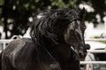 Das schwarze Golde aus Apulien - Cavallo Murgese