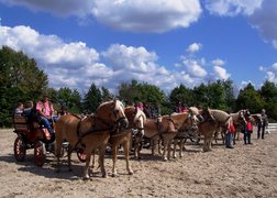 Der Hessische Haflinger Zucht- und Sportverein: Reitsportmesse Gießen – Tradition trifft Moderne!