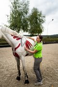 Sattelharmonie in Gießen: Mehr Bewegungsfreiheit durch osteopathische Sattelanpassung