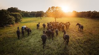 Das schwarze Golde aus Apulien - Cavallo Murgese