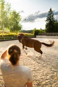 Sattelharmonie in Gießen: Mehr Bewegungsfreiheit durch osteopathische Sattelanpassung