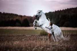Natürliche Partnerschaft mit Pferden - Freude am Miteinander 