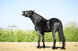 Das schwarze Golde aus Apulien - Cavallo Murgese