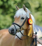 AGH e.V. - Engagement für Haflinger- und Edelbluthaflinger-Zucht und Sport