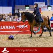 Lucky Horse Shop - Spaß mit gelassenen Pferden!