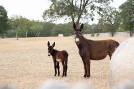 Das schwarze Golde aus Apulien - Cavallo Murgese